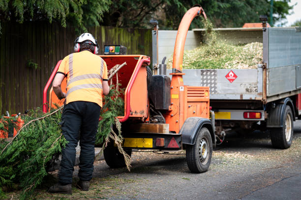 Best Emergency Tree Service  in Bellevue, ID